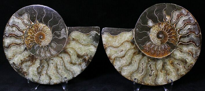 Cut/Polished Ammonite Pair - Agatized #21788